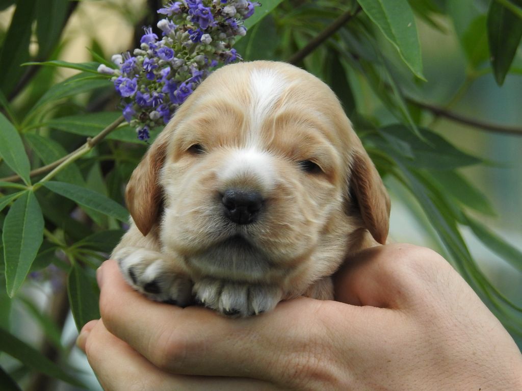 Du Clos De La Majesty - Chiots disponibles - Cocker Spaniel Anglais