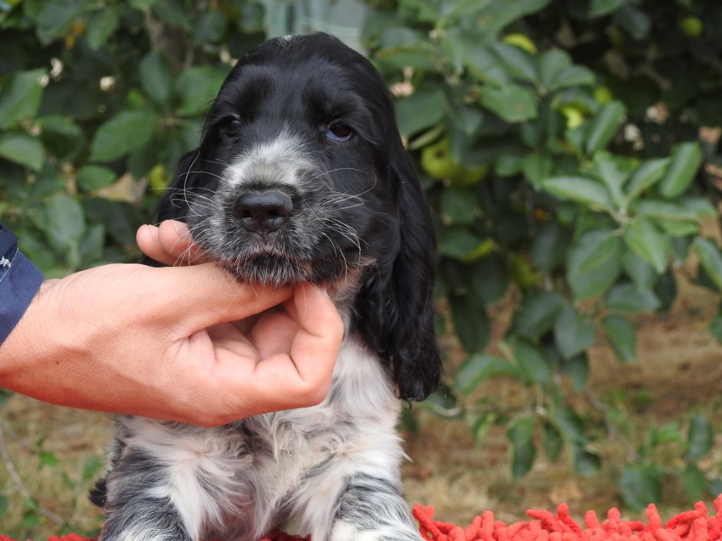 Du Clos De La Majesty - Chiots disponibles - Cocker Spaniel Anglais