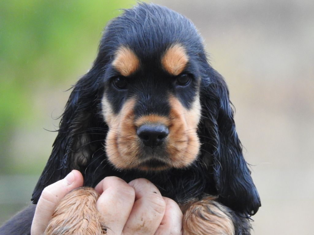 Chiot Cocker Spaniel Anglais Du Clos De La Majesty