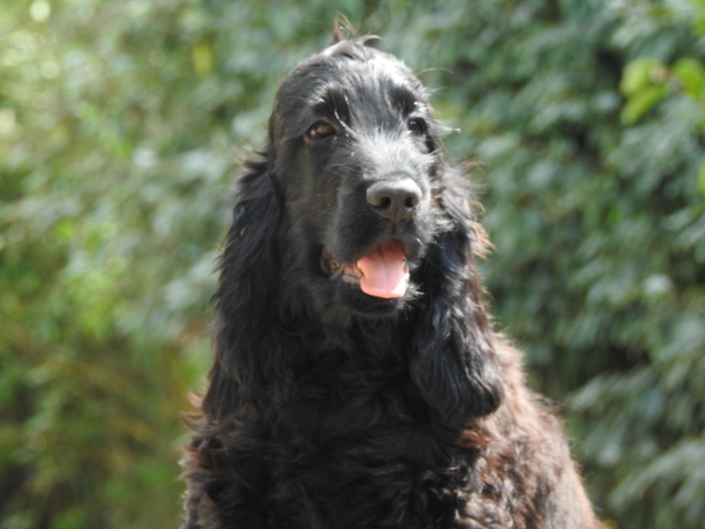 Du Clos De La Majesty - Chiots disponibles - Cocker Spaniel Anglais