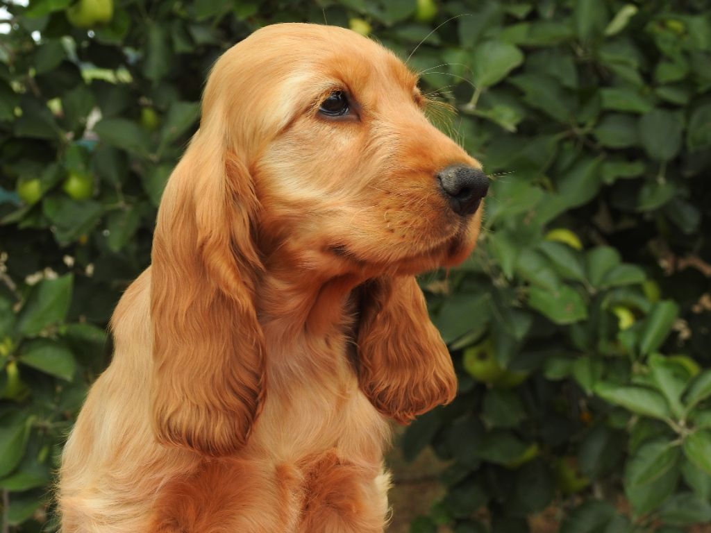 Du Clos De La Majesty - Chiots disponibles - Cocker Spaniel Anglais