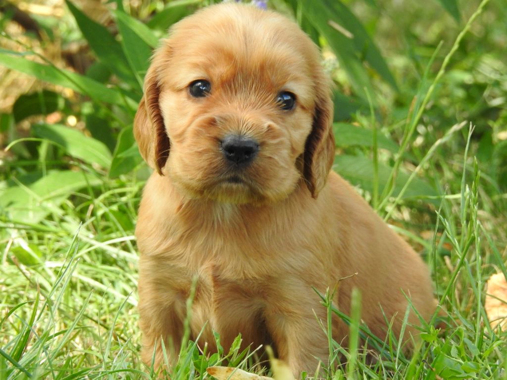 Du Clos De La Majesty - Chiots disponibles - Cocker Spaniel Anglais