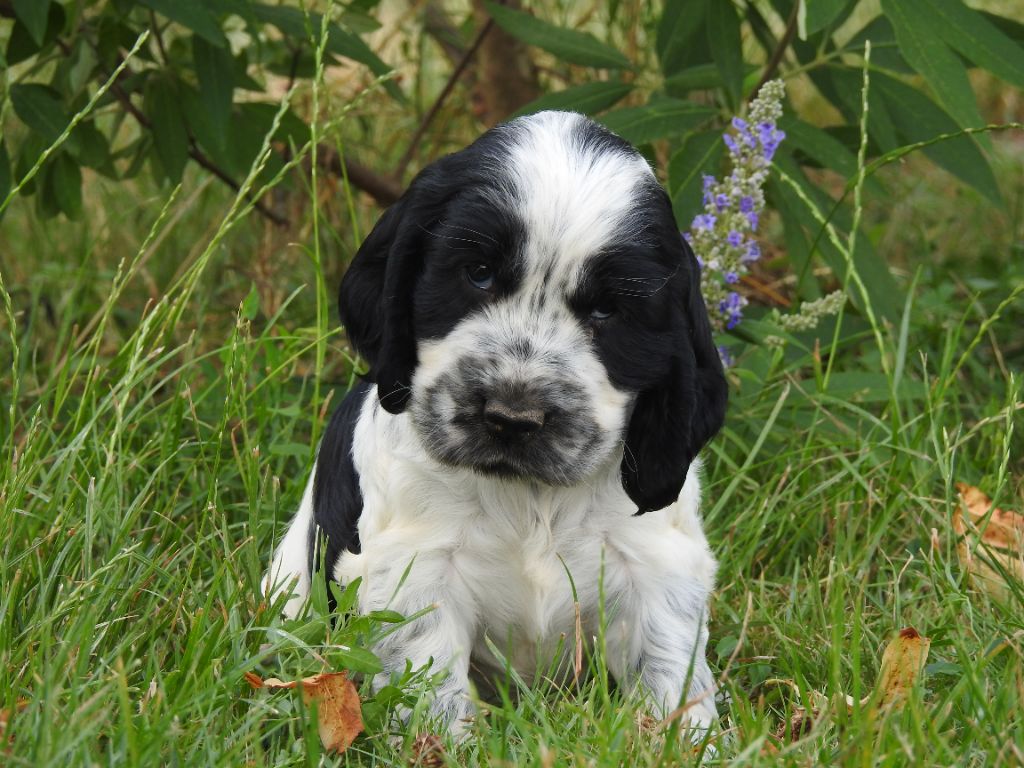 Du Clos De La Majesty - Chiots disponibles - Cocker Spaniel Anglais