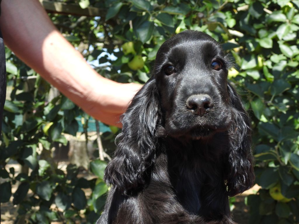 Du Clos De La Majesty - Chiots disponibles - Cocker Spaniel Anglais