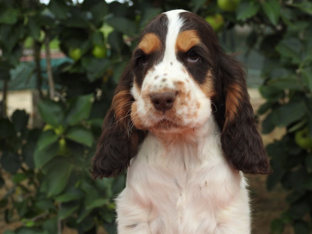Du Clos De La Majesty - Chiots disponibles - Cocker Spaniel Anglais