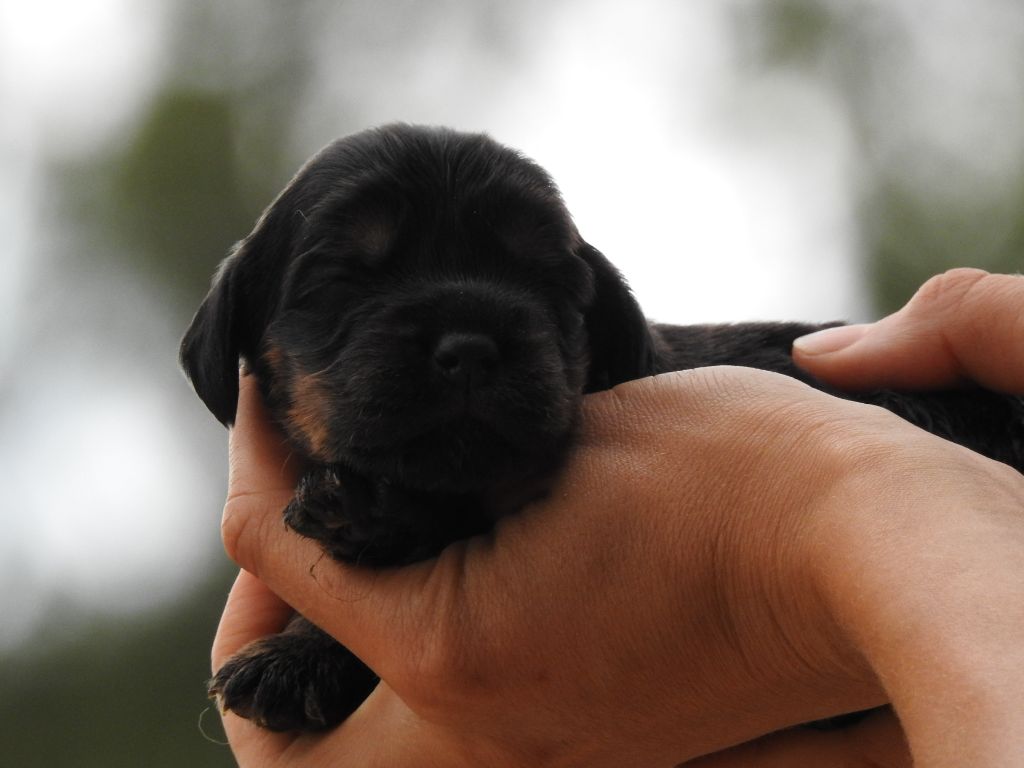 Du Clos De La Majesty - Chiots disponibles - Cocker Spaniel Anglais