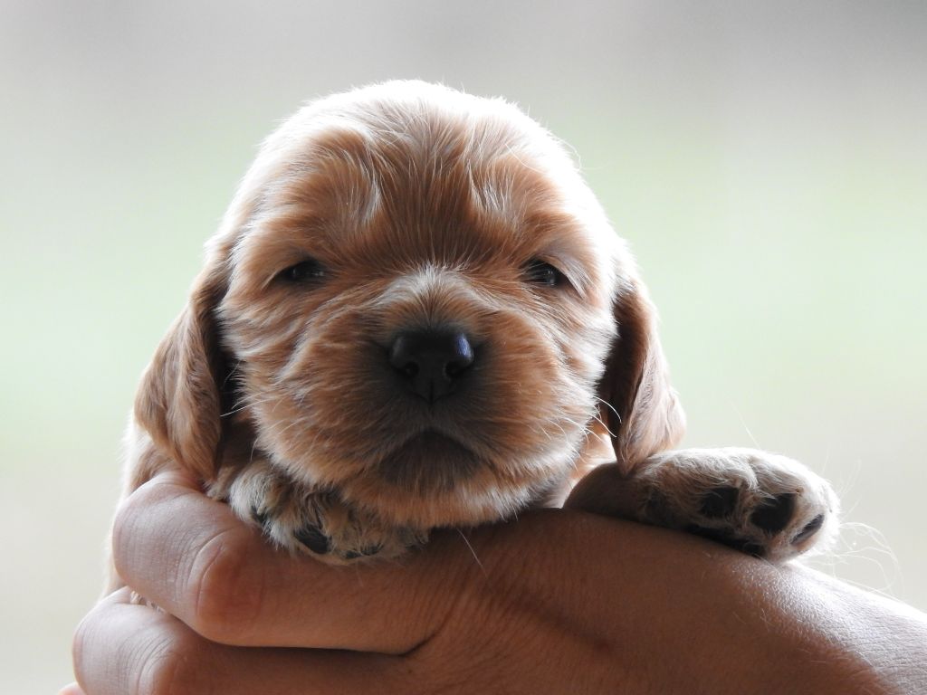 Du Clos De La Majesty - Chiots disponibles - Cocker Spaniel Anglais