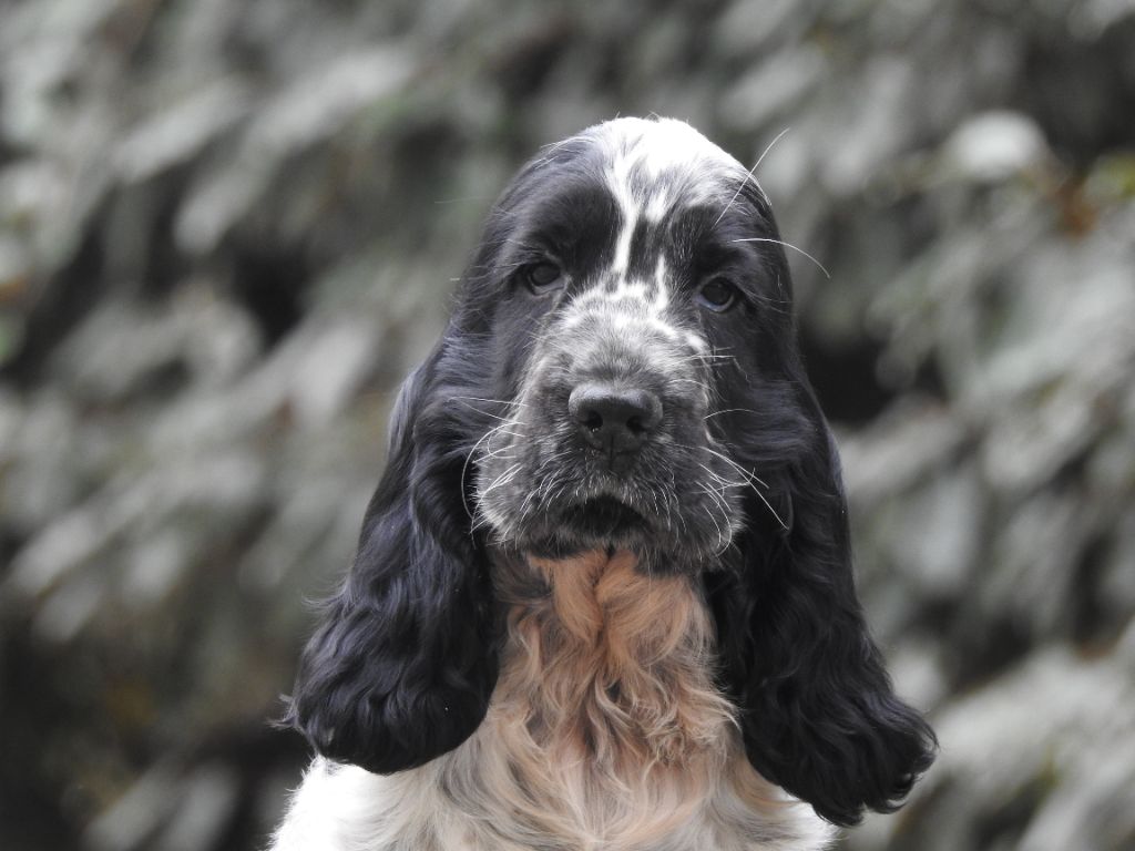 Du Clos De La Majesty - Chiots disponibles - Cocker Spaniel Anglais