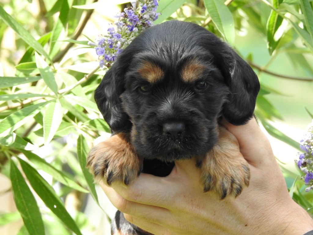 Du Clos De La Majesty - Chiots disponibles - Cocker Spaniel Anglais