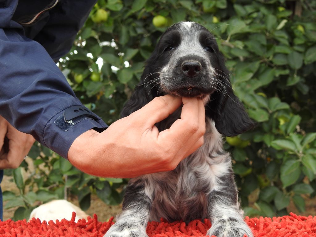 Du Clos De La Majesty - Chiots disponibles - Cocker Spaniel Anglais