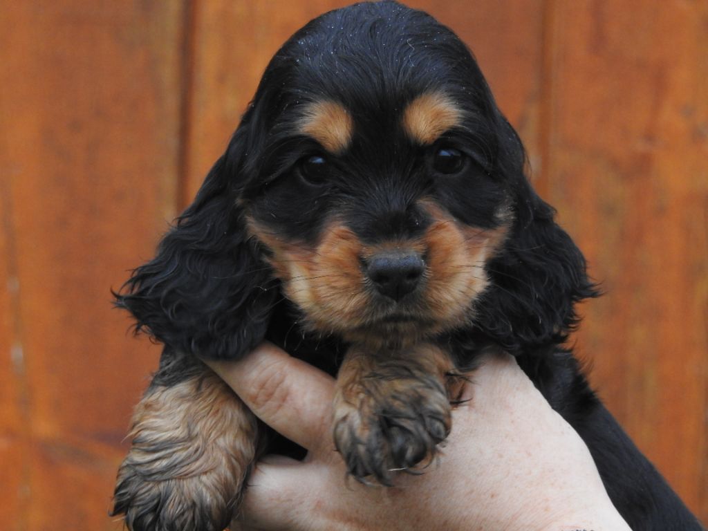 Du Clos De La Majesty - Chiots disponibles - Cocker Spaniel Anglais