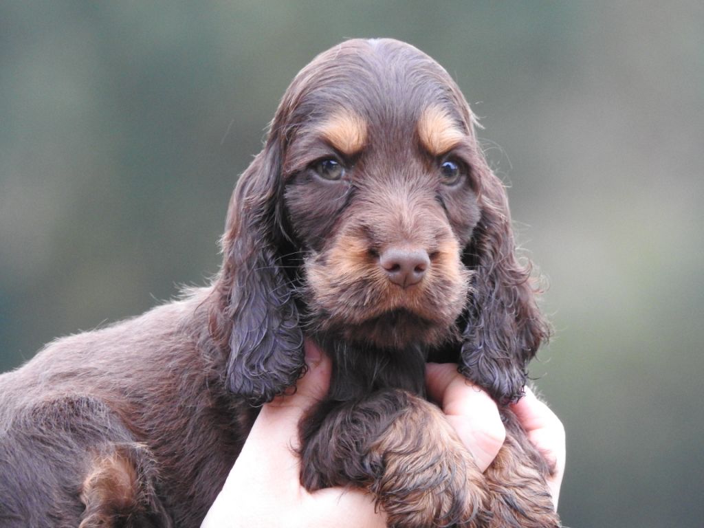 Chiot Cocker Spaniel Anglais Du Clos De La Majesty