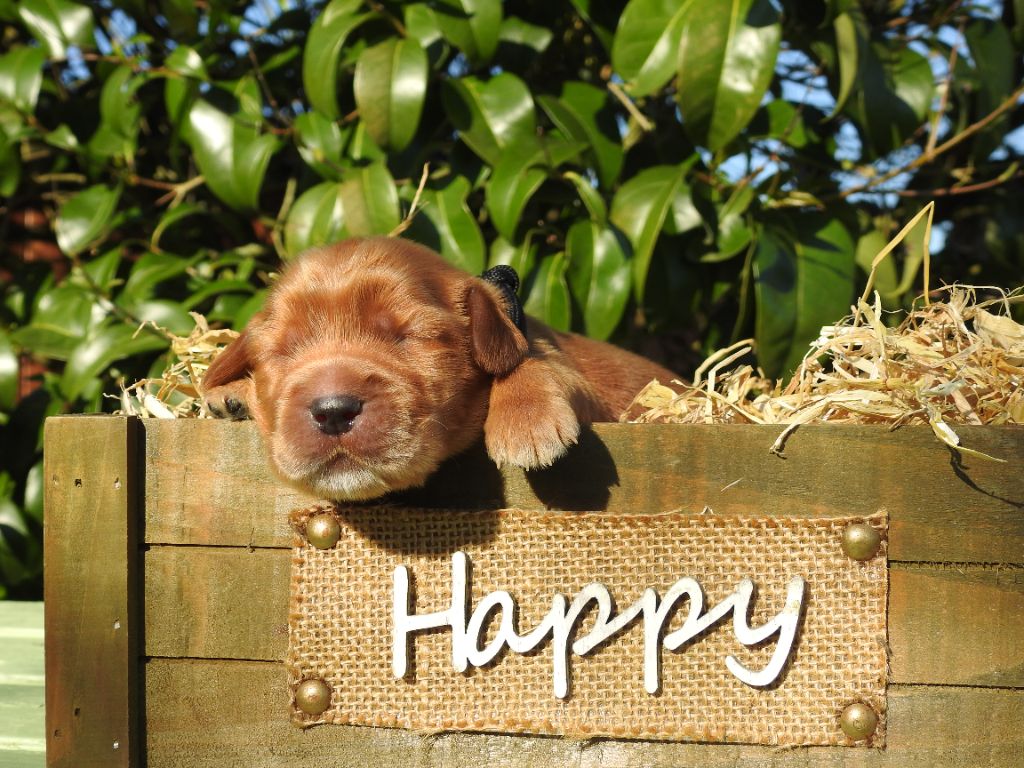 Du Clos De La Majesty - Chiots disponibles - Cocker Spaniel Anglais