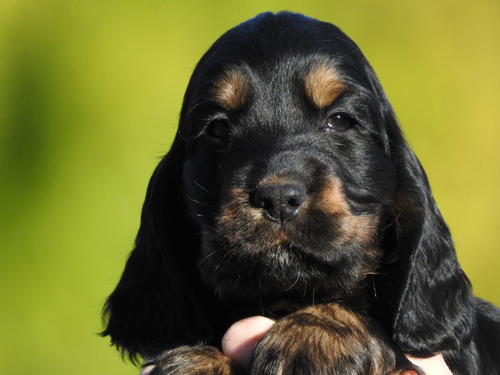 Du Clos De La Majesty - Chiots disponibles - Cocker Spaniel Anglais