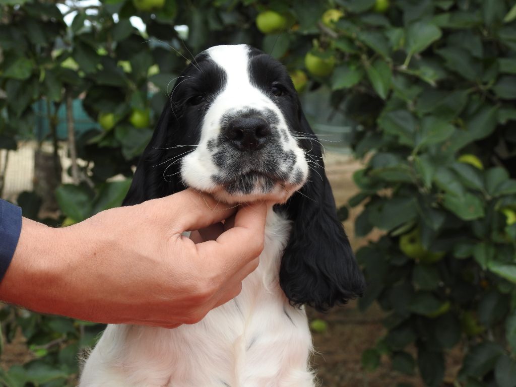 Du Clos De La Majesty - Chiots disponibles - Cocker Spaniel Anglais