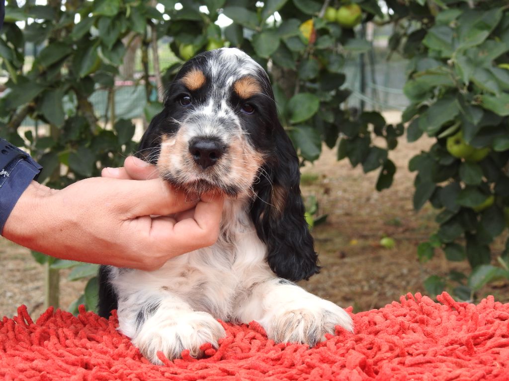 Du Clos De La Majesty - Chiots disponibles - Cocker Spaniel Anglais