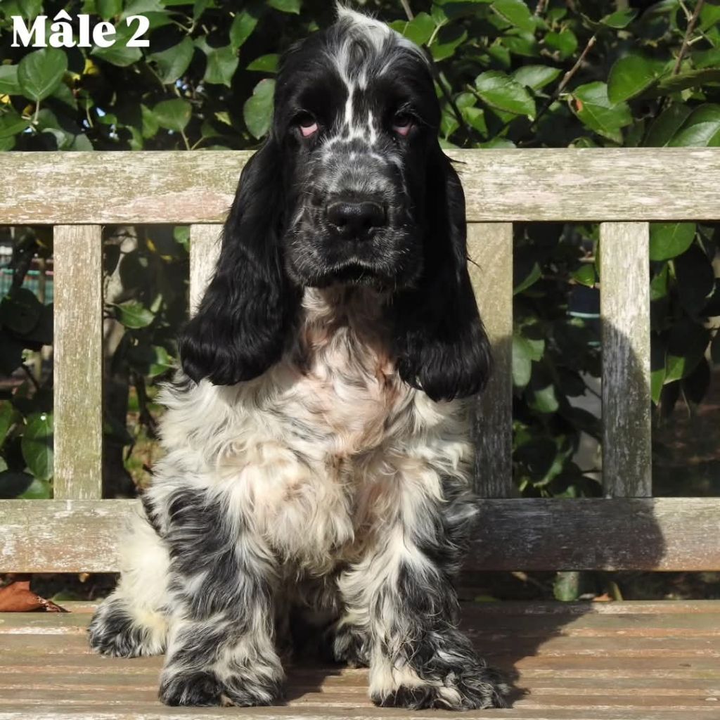 Du Clos De La Majesty - Chiots disponibles - Cocker Spaniel Anglais