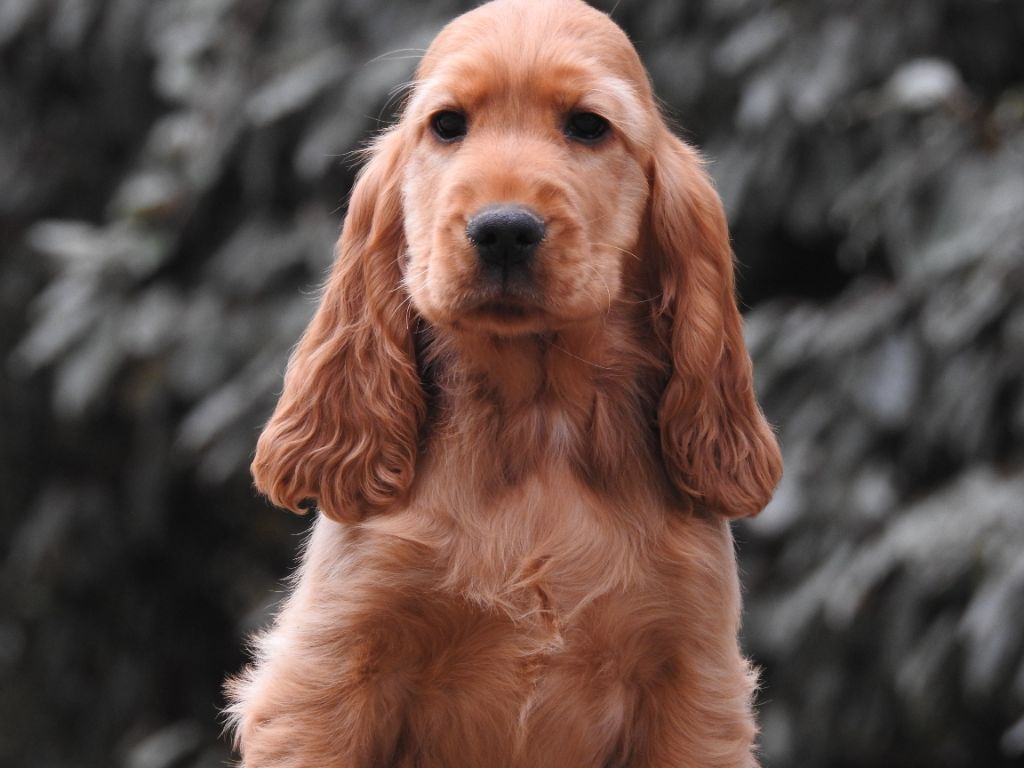 Du Clos De La Majesty - Chiots disponibles - Cocker Spaniel Anglais