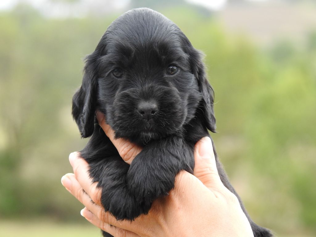 Du Clos De La Majesty - Chiots disponibles - Cocker Spaniel Anglais