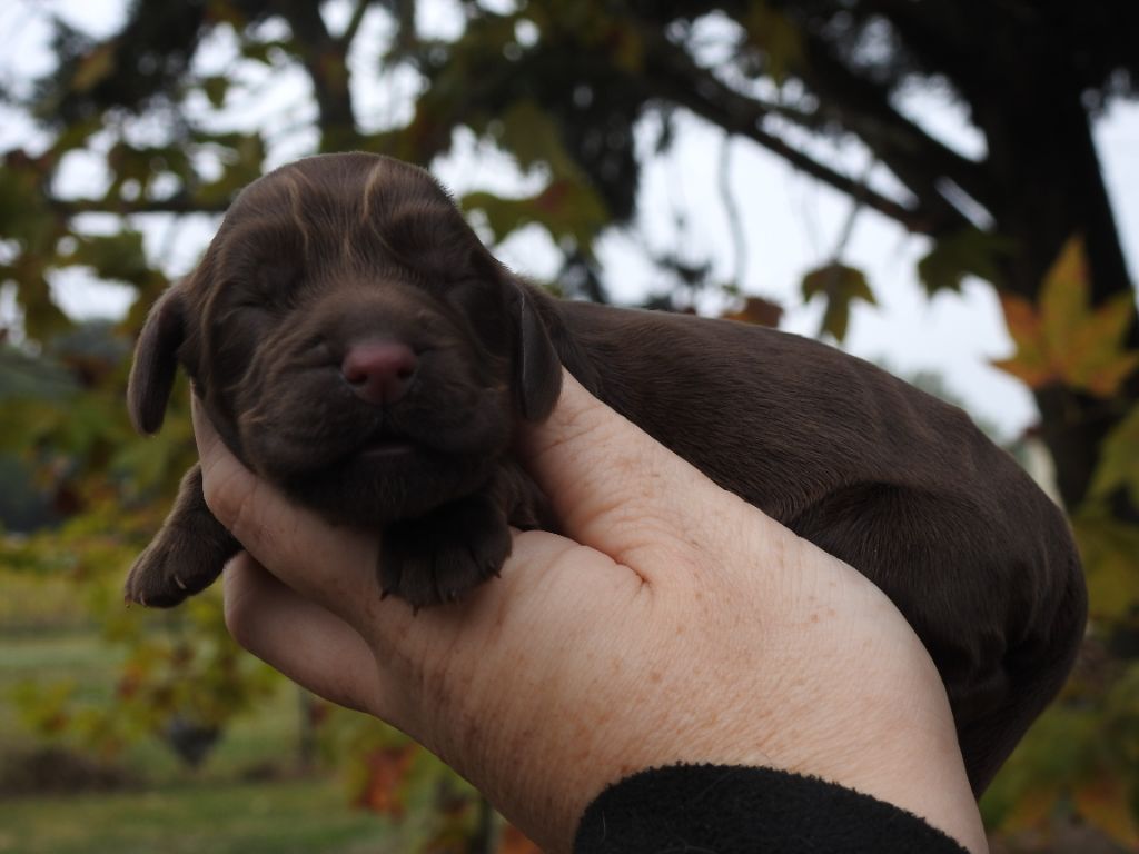 Du Clos De La Majesty - Chiots disponibles - Cocker Spaniel Anglais
