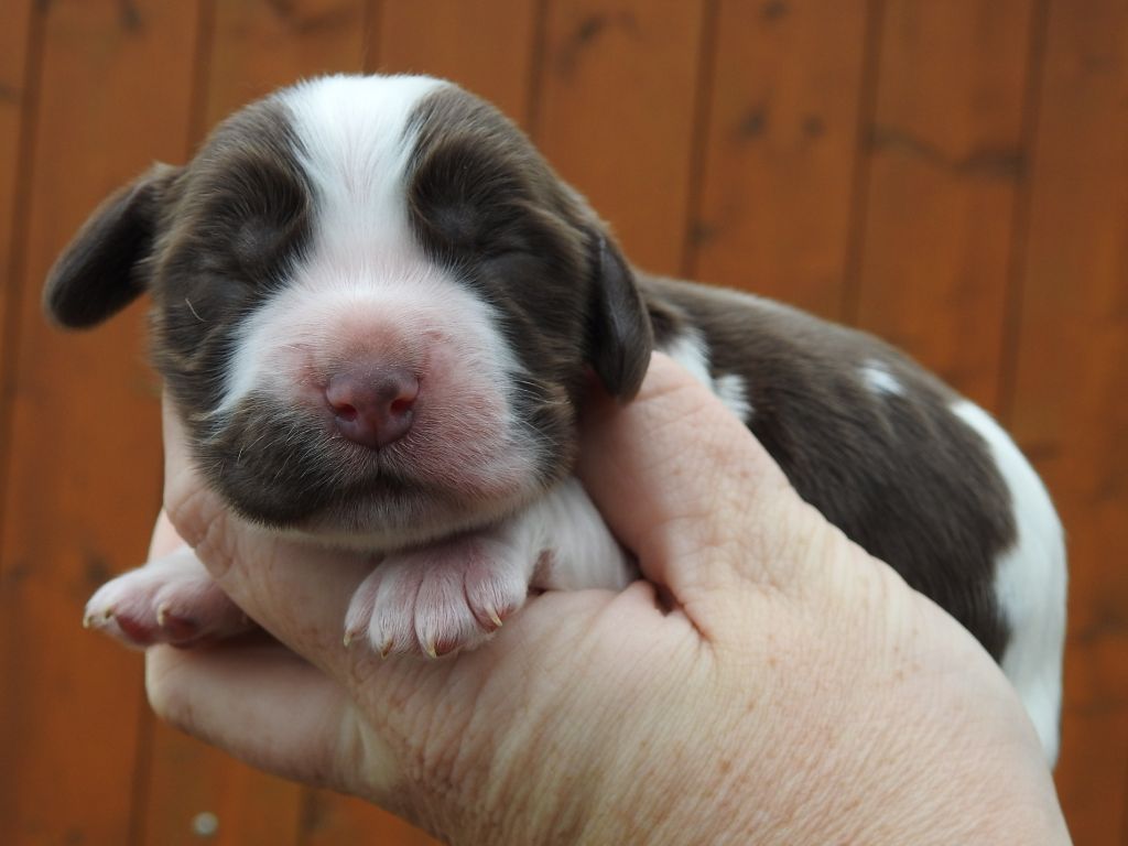 Du Clos De La Majesty - Chiots disponibles - Cocker Spaniel Anglais