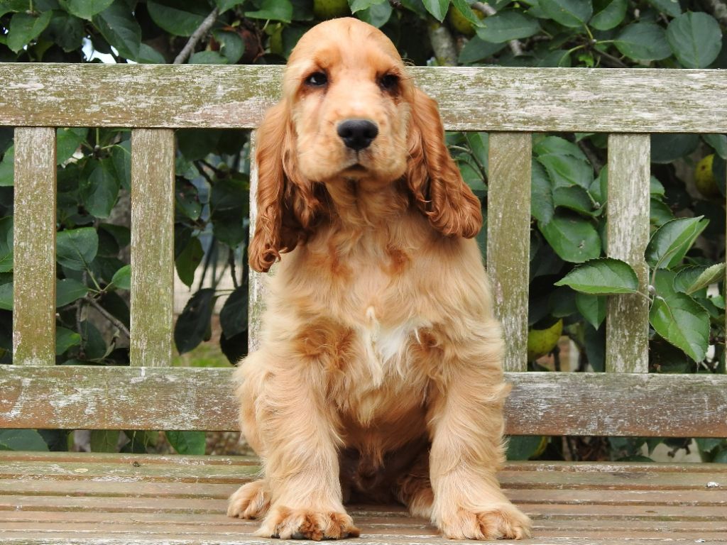 Chiot Cocker Spaniel Anglais Du Clos De La Majesty