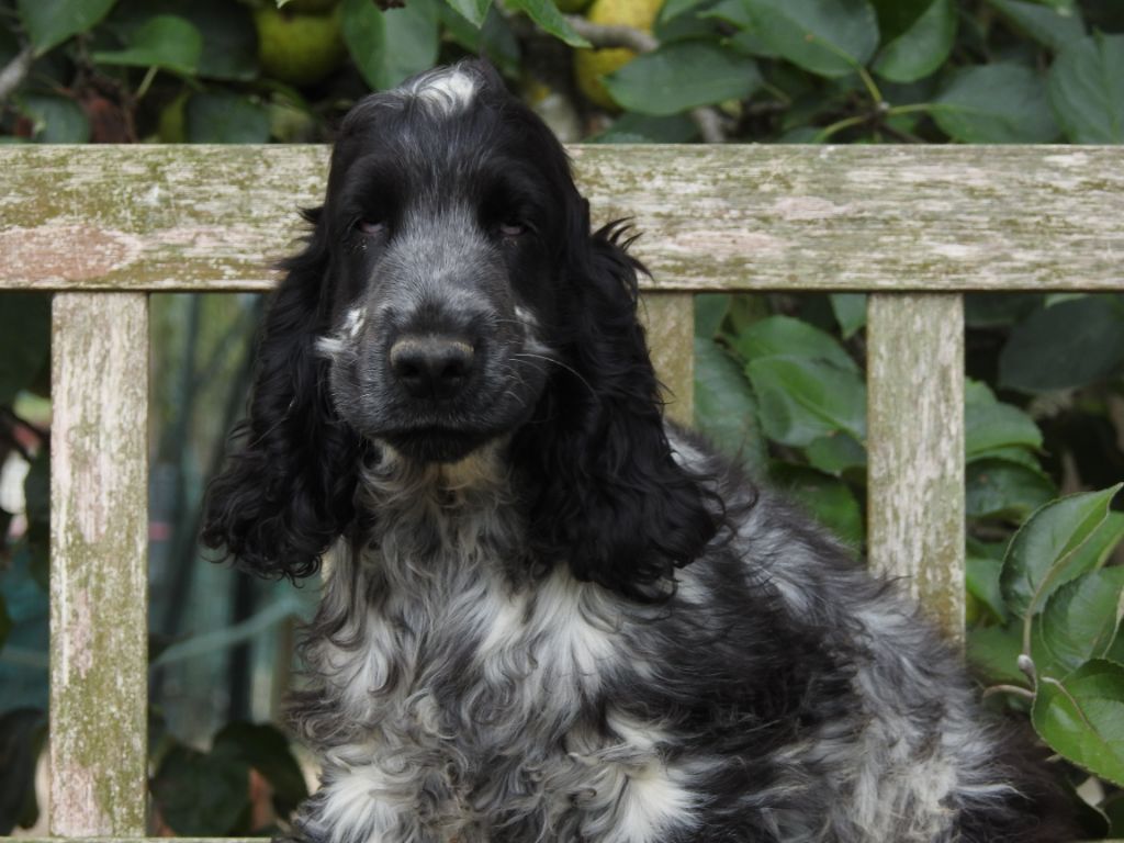 Chiot Cocker Spaniel Anglais Du Clos De La Majesty