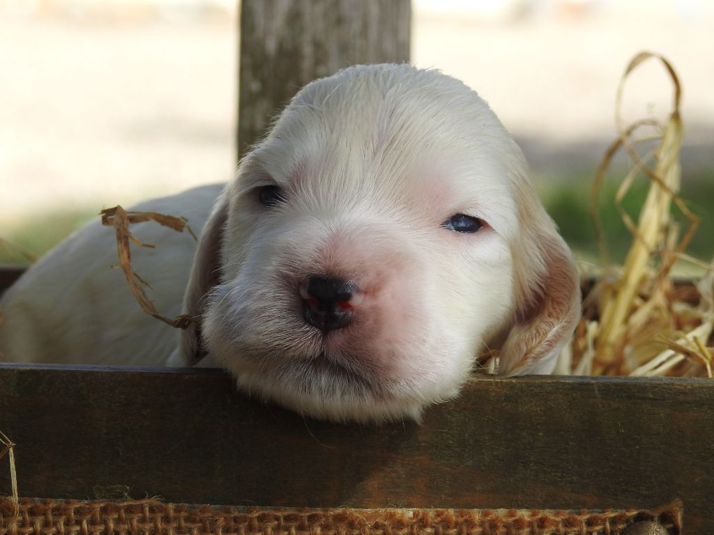 Du Clos De La Majesty - Chiots disponibles - Cocker Spaniel Anglais