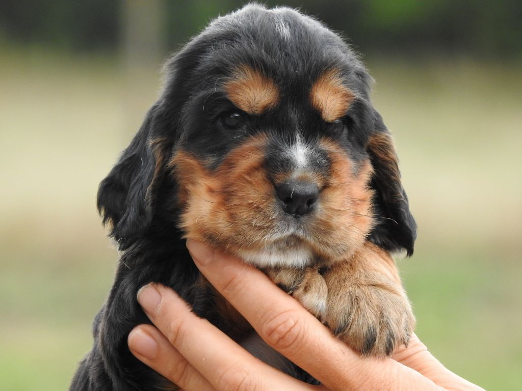 Du Clos De La Majesty - Chiots disponibles - Cocker Spaniel Anglais