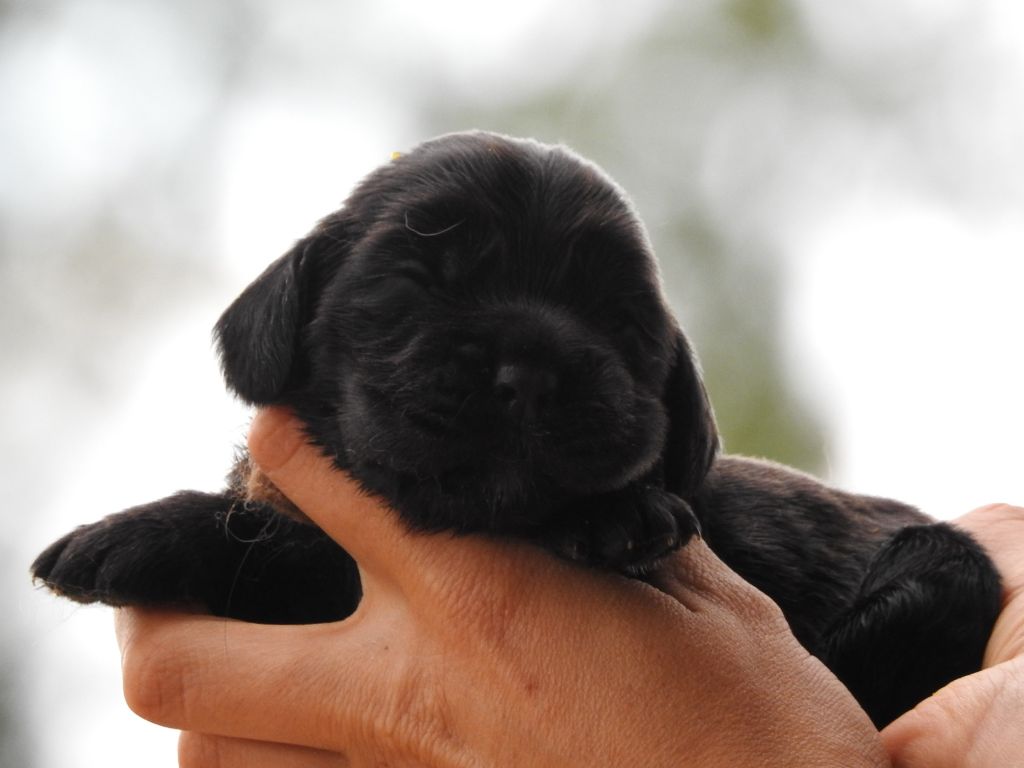 Du Clos De La Majesty - Chiots disponibles - Cocker Spaniel Anglais