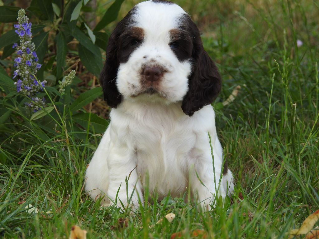 Du Clos De La Majesty - Chiots disponibles - Cocker Spaniel Anglais