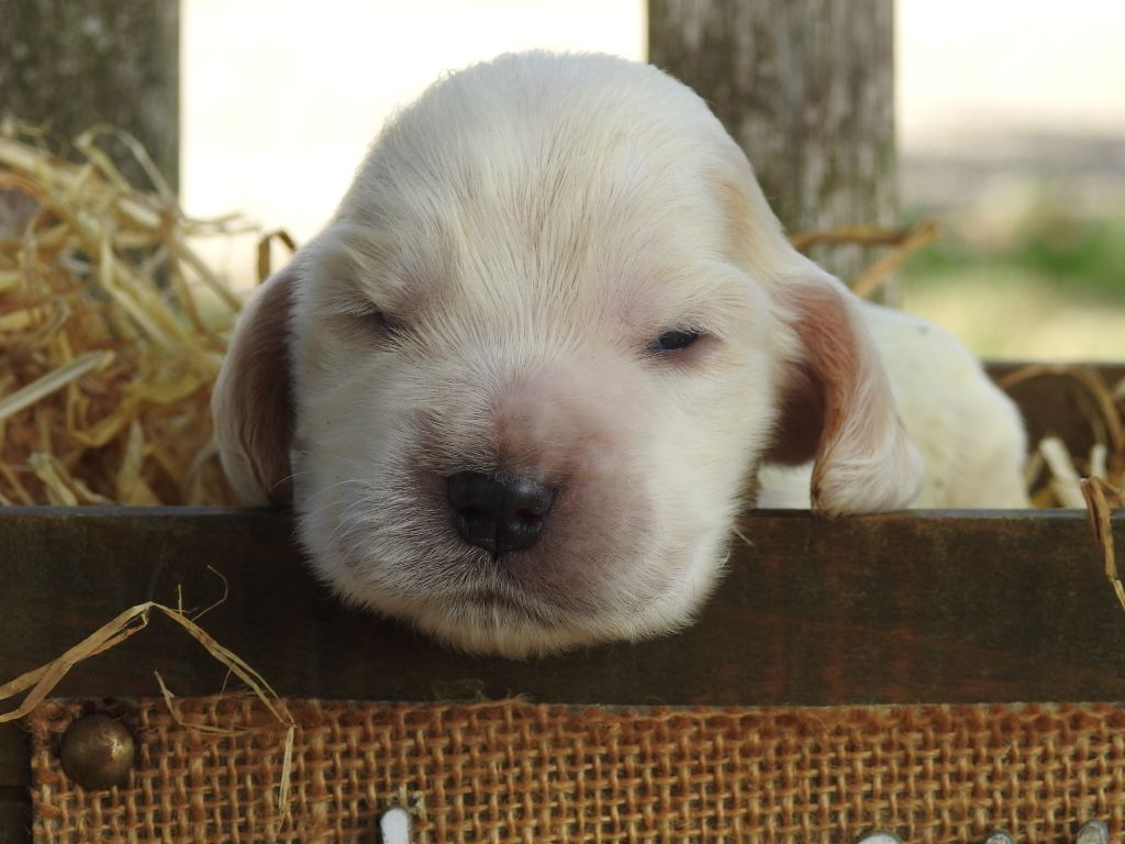 Du Clos De La Majesty - Chiots disponibles - Cocker Spaniel Anglais