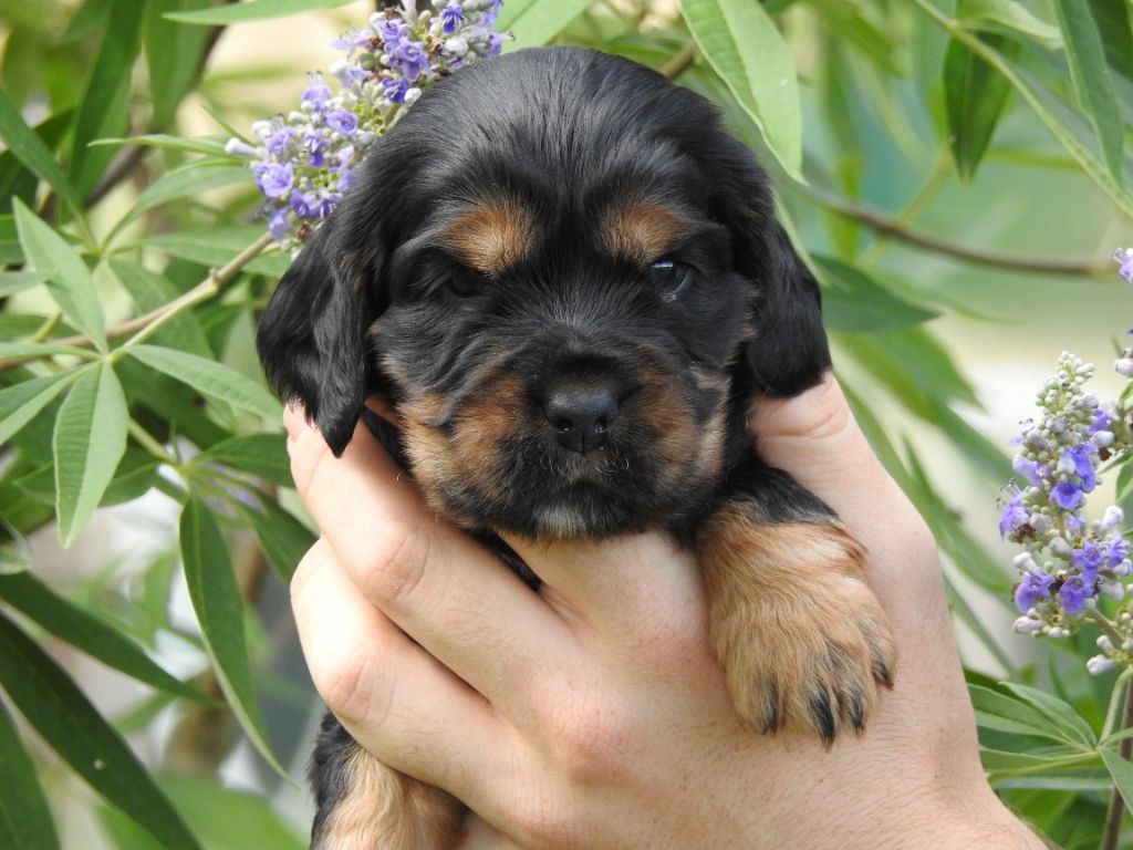 Du Clos De La Majesty - Chiots disponibles - Cocker Spaniel Anglais