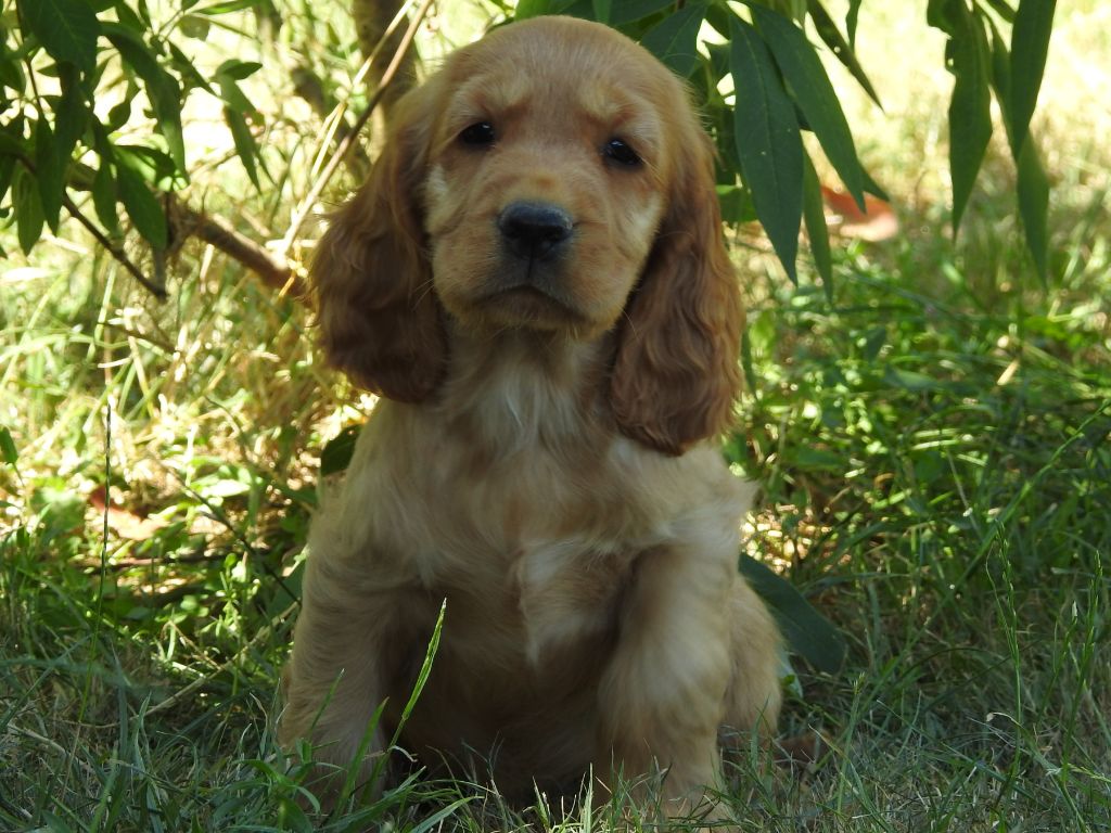 Du Clos De La Majesty - Chiots disponibles - Cocker Spaniel Anglais