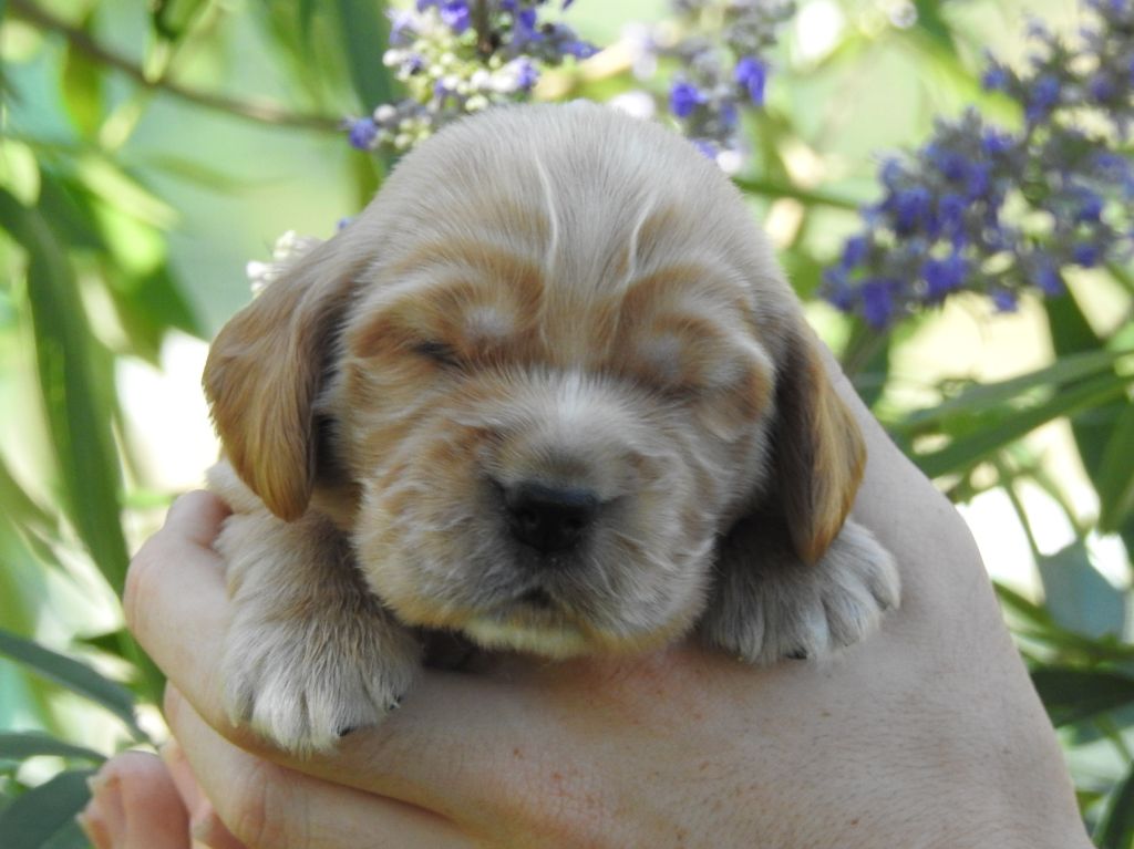 Du Clos De La Majesty - Chiots disponibles - Cocker Spaniel Anglais