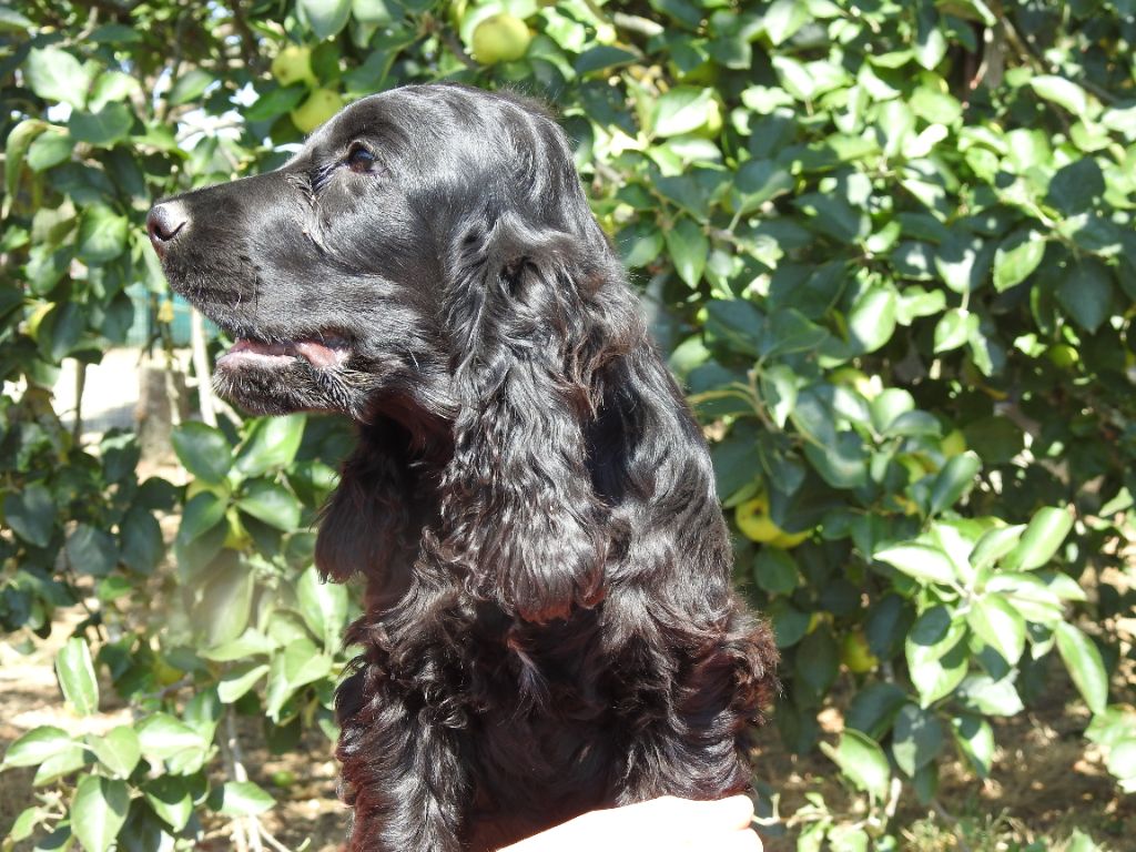 Du Clos De La Majesty - Chiots disponibles - Cocker Spaniel Anglais