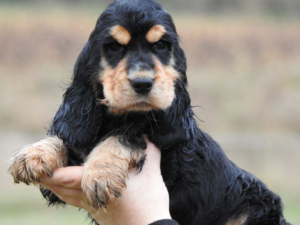 Du Clos De La Majesty - Chiots disponibles - Cocker Spaniel Anglais