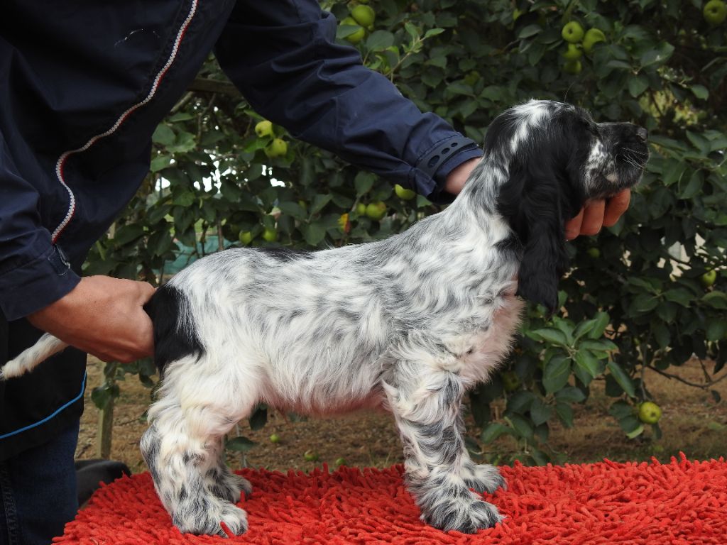 Du Clos De La Majesty - Chiots disponibles - Cocker Spaniel Anglais
