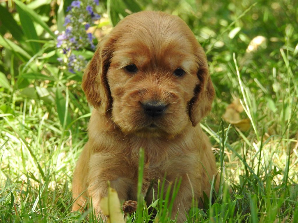 Du Clos De La Majesty - Chiots disponibles - Cocker Spaniel Anglais