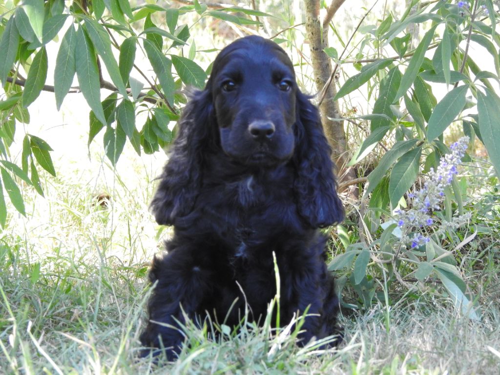 Chiot Cocker Spaniel Anglais Du Clos De La Majesty