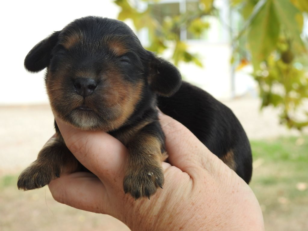 Du Clos De La Majesty - Chiots disponibles - Cocker Spaniel Anglais