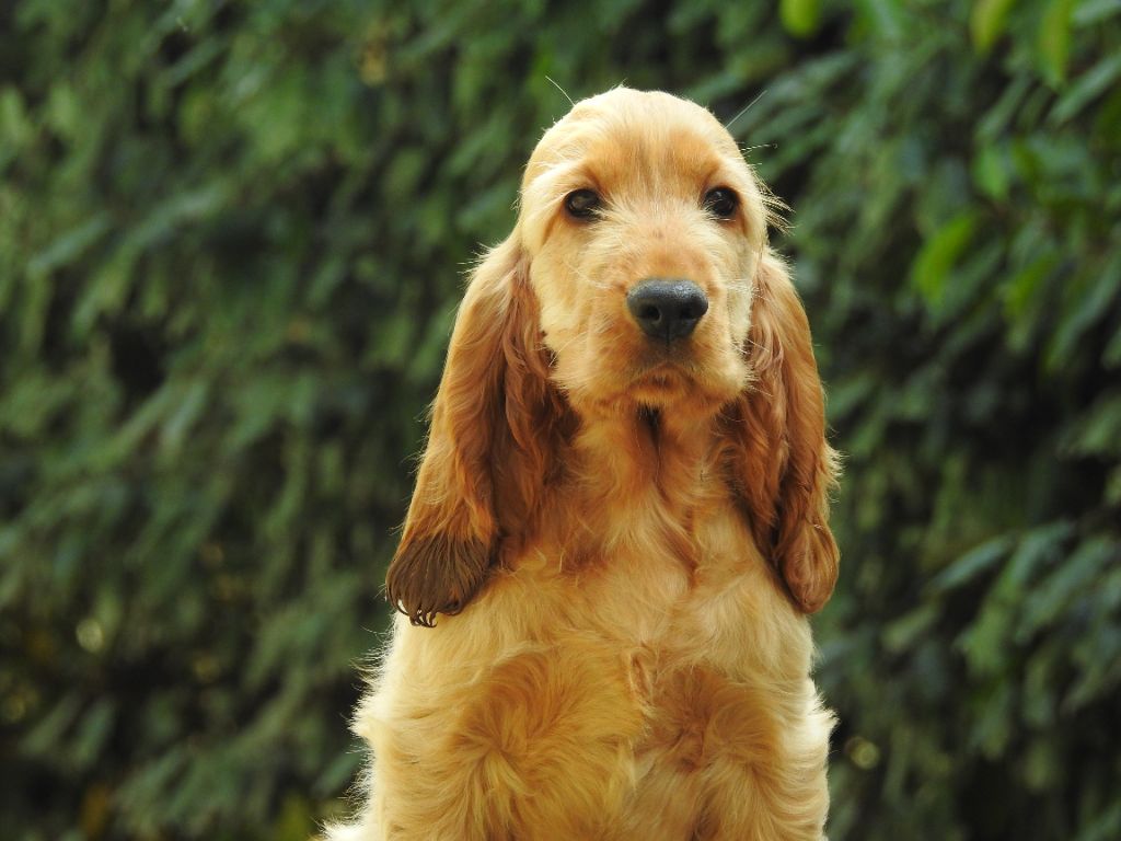 Chiot Cocker Spaniel Anglais Du Clos De La Majesty