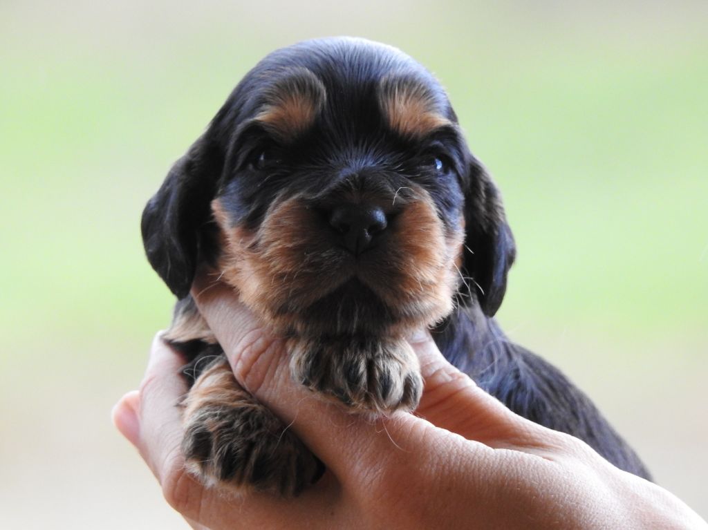 Du Clos De La Majesty - Chiots disponibles - Cocker Spaniel Anglais