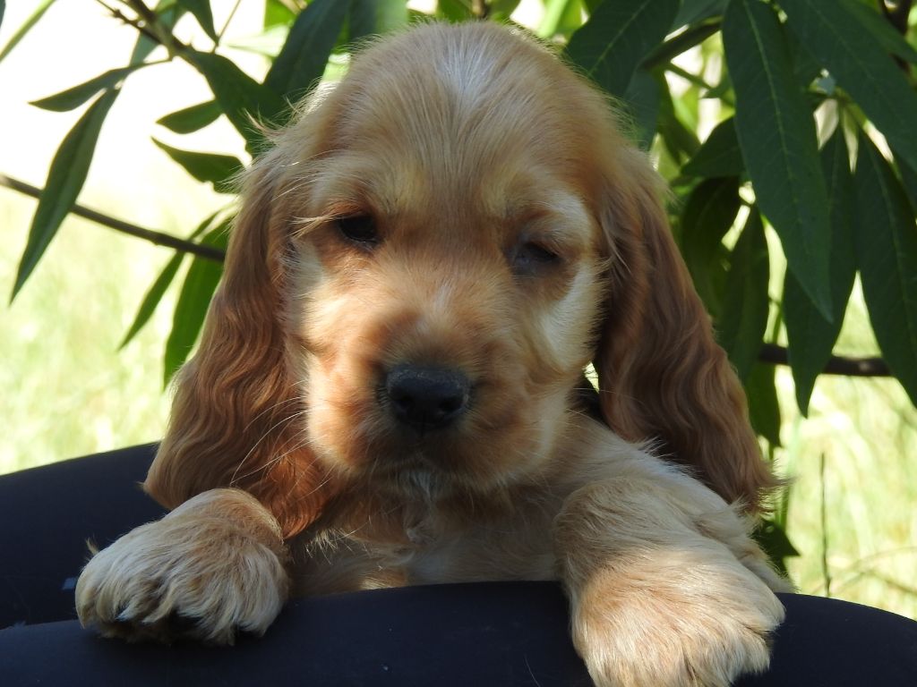 Du Clos De La Majesty - Chiots disponibles - Cocker Spaniel Anglais