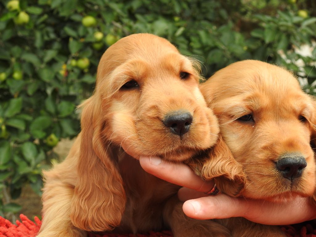 Du Clos De La Majesty - Chiots disponibles - Cocker Spaniel Anglais