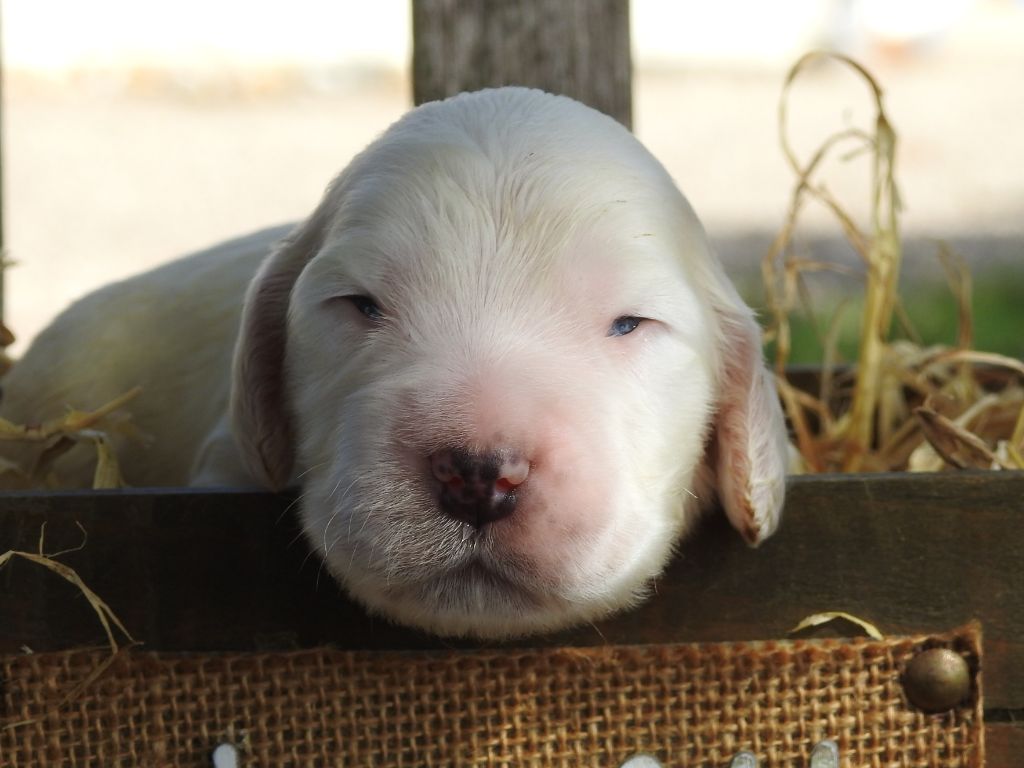 Du Clos De La Majesty - Chiots disponibles - Cocker Spaniel Anglais