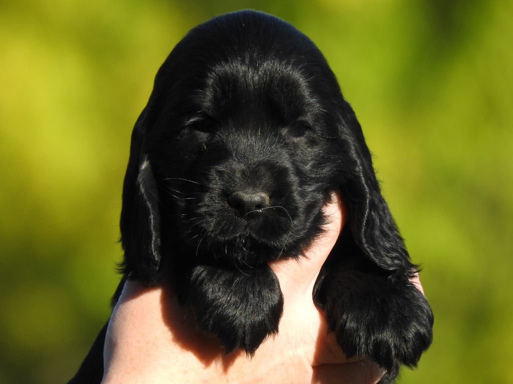 Du Clos De La Majesty - Chiots disponibles - Cocker Spaniel Anglais