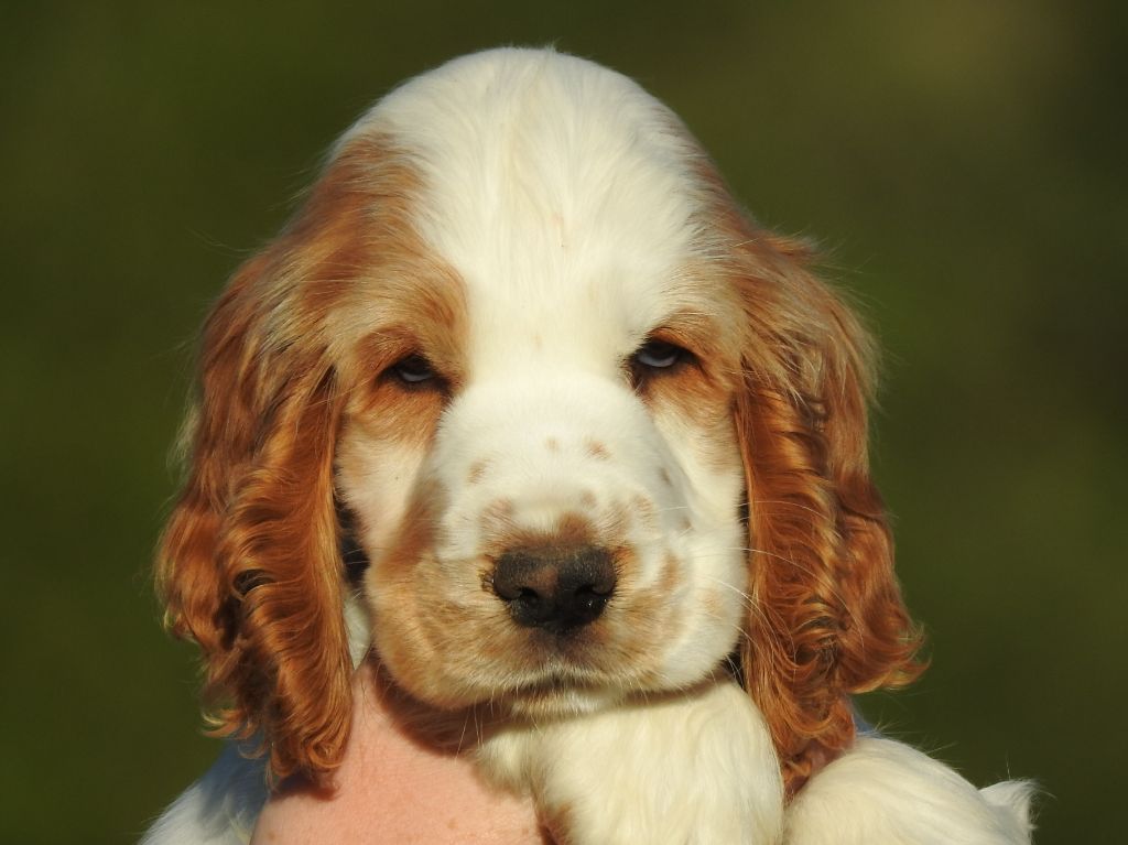 Du Clos De La Majesty - Chiots disponibles - Cocker Spaniel Anglais