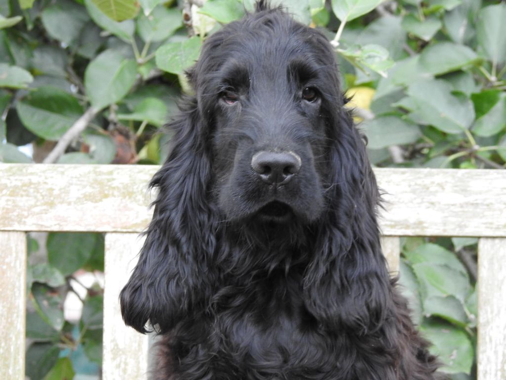 Chiot Cocker Spaniel Anglais Du Clos De La Majesty