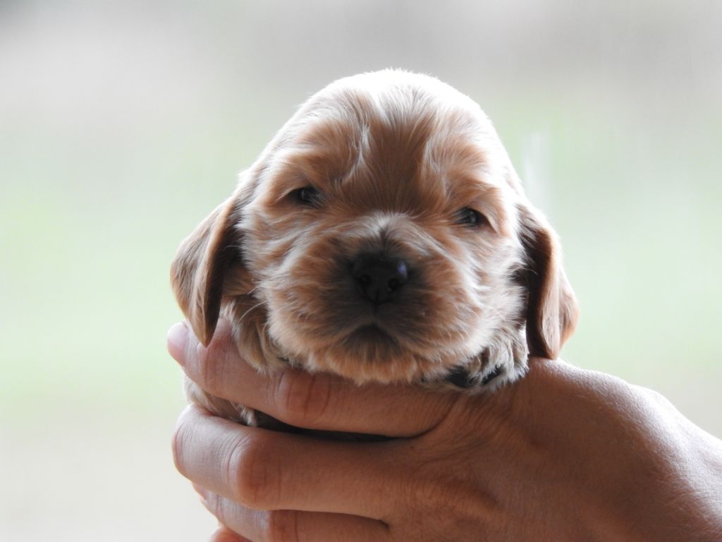 Du Clos De La Majesty - Chiots disponibles - Cocker Spaniel Anglais